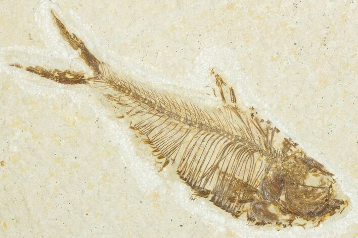 Detailed Fossil Fish (Diplomystus) - Wyoming #345507